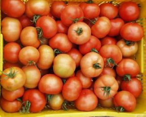 20060416133643-tomateschicos.jpg