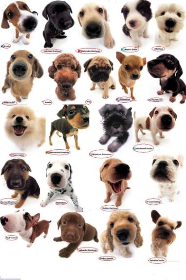 20060516173730-perritos.jpg