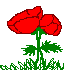 20060724181211-amapola.gif