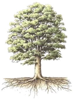20070409105220-arbol.gif