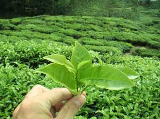 20070418132211-teverde.jpg