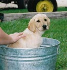 20071221102030-cachorro-bano.jpg