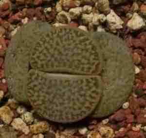 20080115195739-lithops.jpg