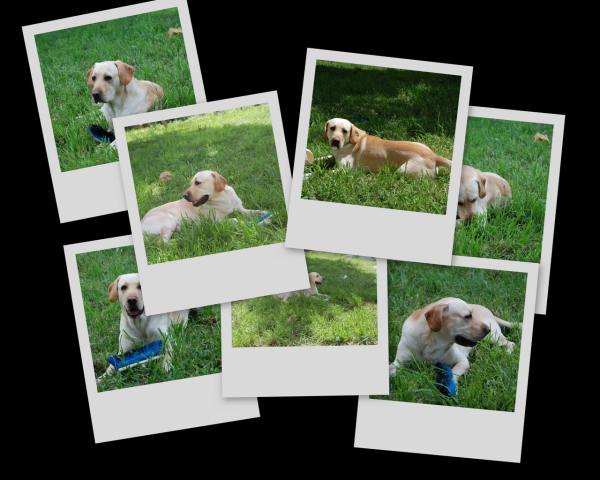 20080121233320-collage.jpg
