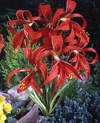 20080415173953-flor-de-lis.jpg
